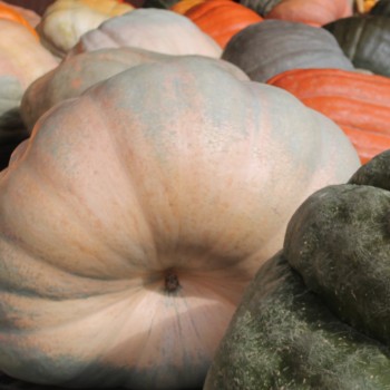Kürbis Atlantic Giant (Samen)