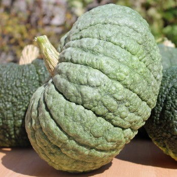 Kürbis Buen Gusto de Horno (Samen)