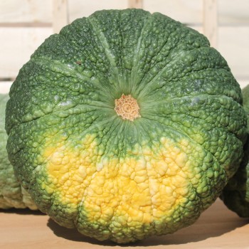 Kürbis Buen Gusto de Horno (Samen)