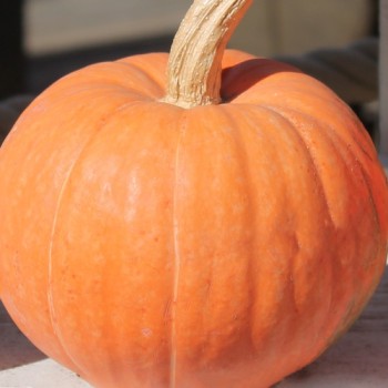 Kürbis Golden Pumpkin (Samen)