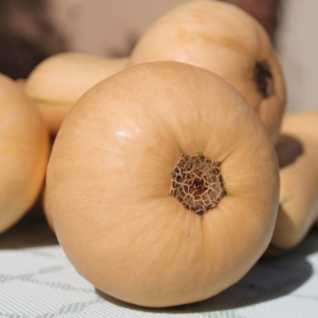 Kürbis Mini Butternut (Samen)