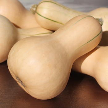 Kürbis Mini Butternut (Samen)