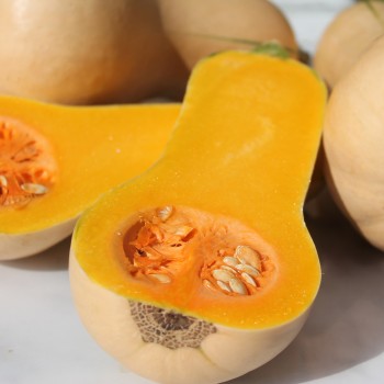 Kürbis Mini Butternut (Samen)