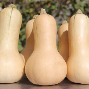 Kürbis Mini Butternut (Samen)
