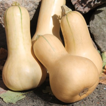 Kürbis Mini Butternut (Samen)
