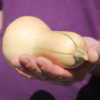 Kürbis Mini Butternut (Samen)