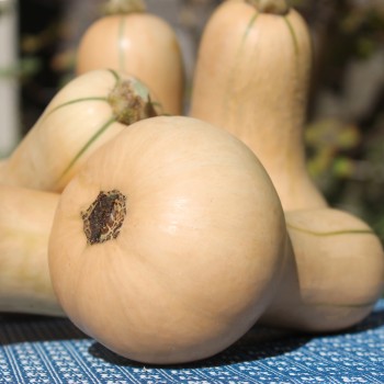 Kürbis Mini Butternut (Samen)