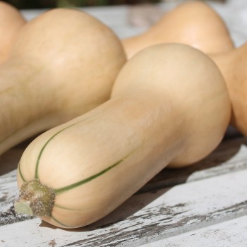 Kürbis Mini Butternut (Samen)