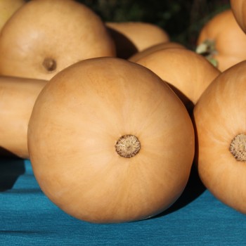 Kürbis Tahiti Melon (Samen)