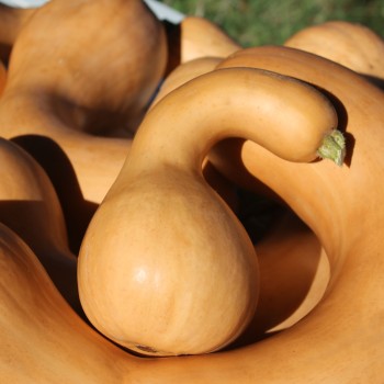 Kürbis Tahiti Melon (Samen)