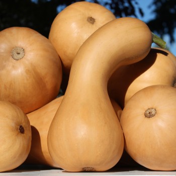 Kürbis Tahiti Melon (Samen)