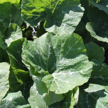 Kürbis Tahiti Melon (Samen)