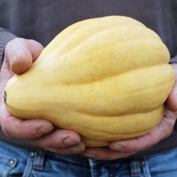 Kürbis Thelma Sanders Sweet Potato (Buschkürbis) (Samen)