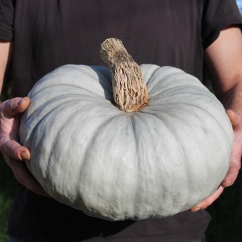 Kürbis Ungarischer Blauer (Samen)