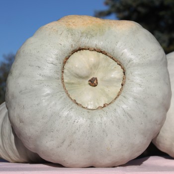Kürbis Ungarischer Blauer (Samen)