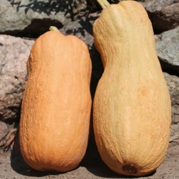 Kürbis Butternut Rugosa (Samen)