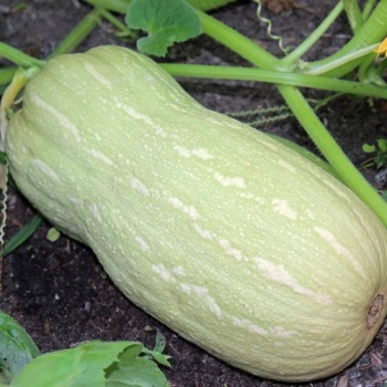 Kürbis Butternut Rugosa (Samen)