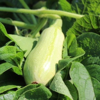 Kürbis Butternut Rugosa (Samen)