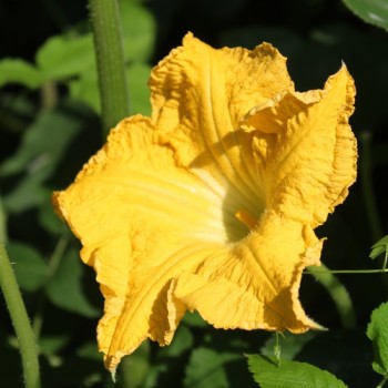 Kürbis Butternut Rugosa (Samen)