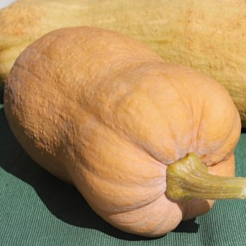 Kürbis Butternut Rugosa (Samen)