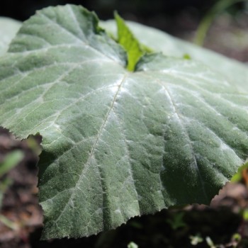 Kürbis Butternut Rugosa (Samen)