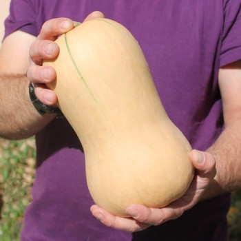 Kürbis Waltham Butternut (Samen)