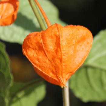 Lampionblume Fruity (Samen)