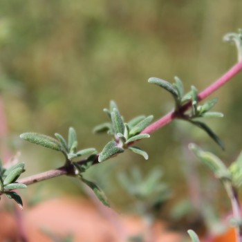 Langblütiger Thymian (Samen)