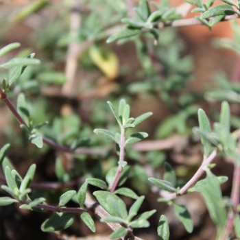 Langblütiger Thymian (Samen)