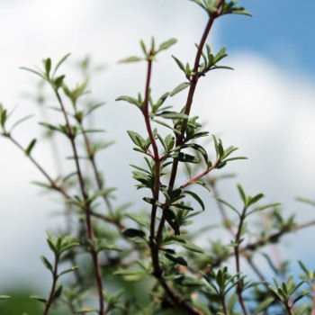 Langblütiger Thymian (Samen)