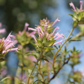 Langblütiger Thymian (Samen)