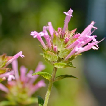 Langblütiger Thymian (Samen)