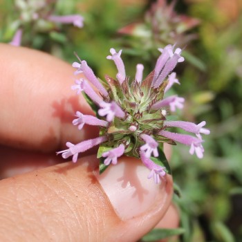 Langblütiger Thymian (Samen)