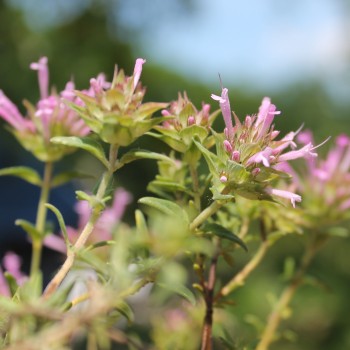 Langblütiger Thymian (Samen)