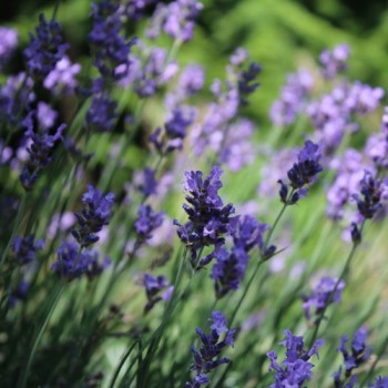 Lavendel echter (Vera) (Samen)
