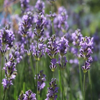 Lavendel echter (Vera) (Samen)