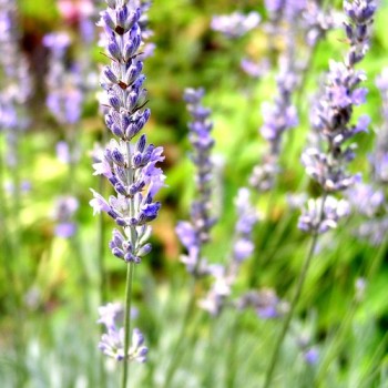 Lavendel echter (Vera) (Samen)