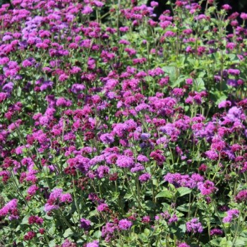 Leberbalsam Red Flint (Samen)