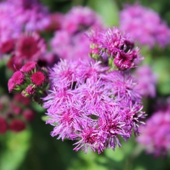 Leberbalsam Red Flint (Samen)