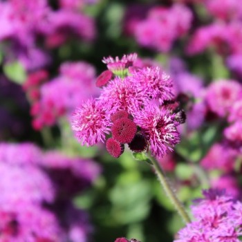 Leberbalsam Red Flint (Samen)