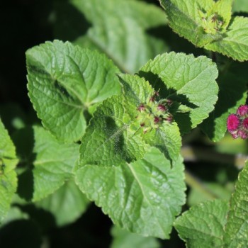 Leberbalsam Red Flint (Samen)