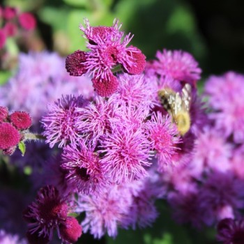 Leberbalsam Red Flint (Samen)