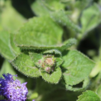 Leberbalsam blau (Samen)