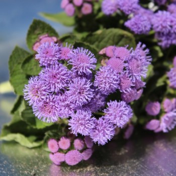 Leberbalsam blau (Samen)