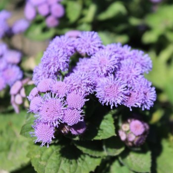 Leberbalsam blau (Samen)