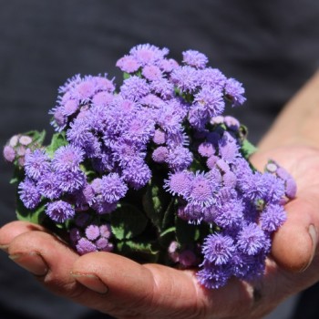 Leberbalsam blau (Samen)