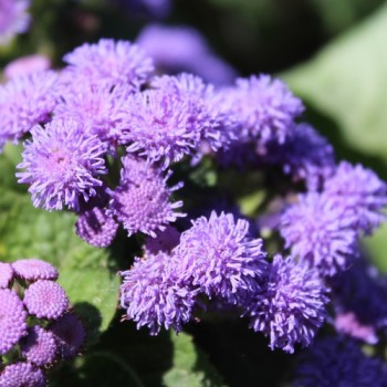 Leberbalsam blau (Samen)