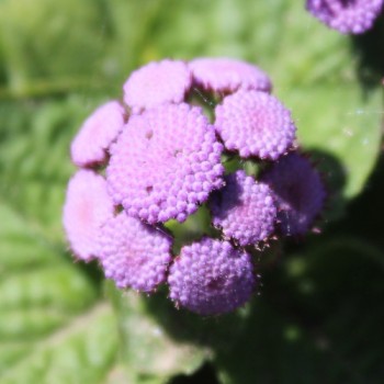 Leberbalsam blau (Samen)