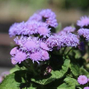 Leberbalsam blau (Samen)