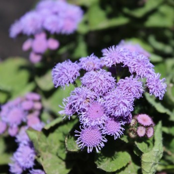 Leberbalsam blau (Samen)